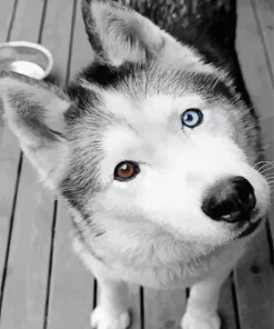 Blue And Brown Eye Husky Diamond Painting