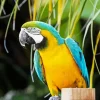 Blue And Gold Macaw Diamond Painting