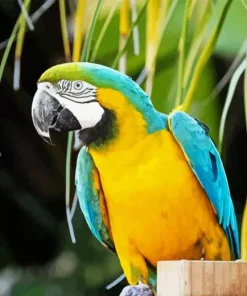 Blue And Gold Macaw Diamond Painting