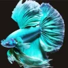 Blue And Green Betta Fish Diamond Painting