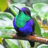 Blue And Green Hummingbird Diamond Painting