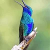 Blue And Green Hummingbird Bird Diamond Painting