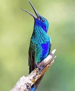 Blue And Green Hummingbird Bird Diamond Painting