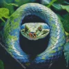Blue And Green Pit Vipers Diamond Painting