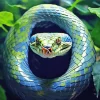 Blue And Green Pit Vipers Diamond Painting