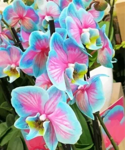Blue And Pink Orchid Diamond Painting