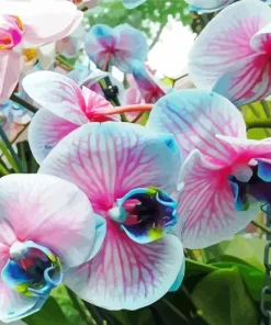 Blue And Pink Orchids Diamond Painting