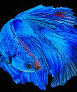 Blue Betta Fish Diamond Painting