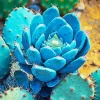 Blue Cactus Diamond Painting