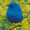 Blue Canary Bird Diamond Painting