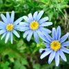 Blue Chamomile Flowers Diamond Painting