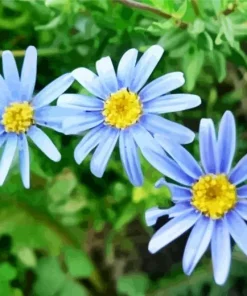 Blue Chamomile Flowers Diamond Painting