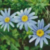 Blue Chamomile Flowers Diamond Painting