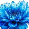 Blue Chrysanthemum Diamond Painting