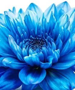 Blue Chrysanthemum Diamond Painting