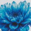 Blue Chrysanthemum Diamond Painting