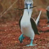 Blue Footed Booby Diamond Painting