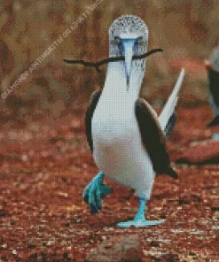 Blue Footed Booby Diamond Painting