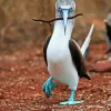 Blue Footed Booby Diamond Painting