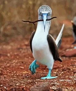 Blue Footed Booby Diamond Painting