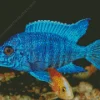 Blue Tropical Fish Diamond Painting