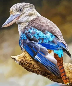 Blue Winged Kookaburra Diamond Painting