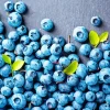 Blueberries Fruit Diamond Painting