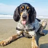 Bluetick Coonhound Diamond Painting