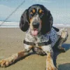 Bluetick Coonhound Diamond Painting
