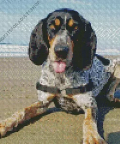Bluetick Coonhound Diamond Painting