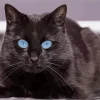 Bombay Cat With Blue Eyes Diamond Painting