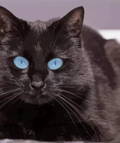 Bombay Cat With Blue Eyes Diamond Painting