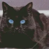 Bombay Cat With Blue Eyes Diamond Painting
