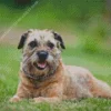 Border Terrier Dog Diamond Painting