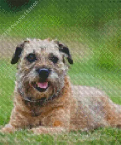 Border Terrier Dog Diamond Painting