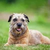 Border Terrier Dog Diamond Painting