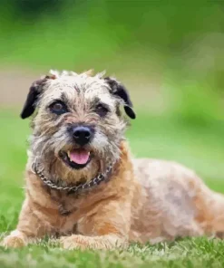 Border Terrier Dog Diamond Painting