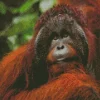 Bornean Orangutan Diamond Painting