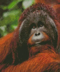 Bornean Orangutan Diamond Painting