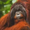 Bornean Orangutan Diamond Painting