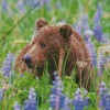 Brown Bear And Flowers Diamond Painting