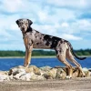 Catahoula Leopard Dog Diamond Painting