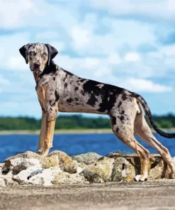 Catahoula Leopard Dog Diamond Painting