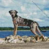 Catahoula Leopard Dog Diamond Painting