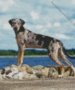 Catahoula Leopard Dog Diamond Painting