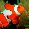 Clownfish Underwater Diamond Painting