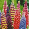 Colorful Lupine Flowers Diamond Painting