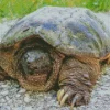 Common Snapping Turtle Diamond Painting
