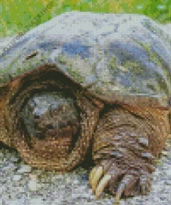 Common Snapping Turtle Diamond Painting