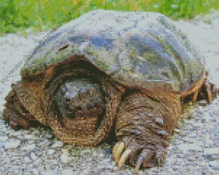 common snapping turtle Diamond By Numbers Common Snapping Turtle Diamond Painting